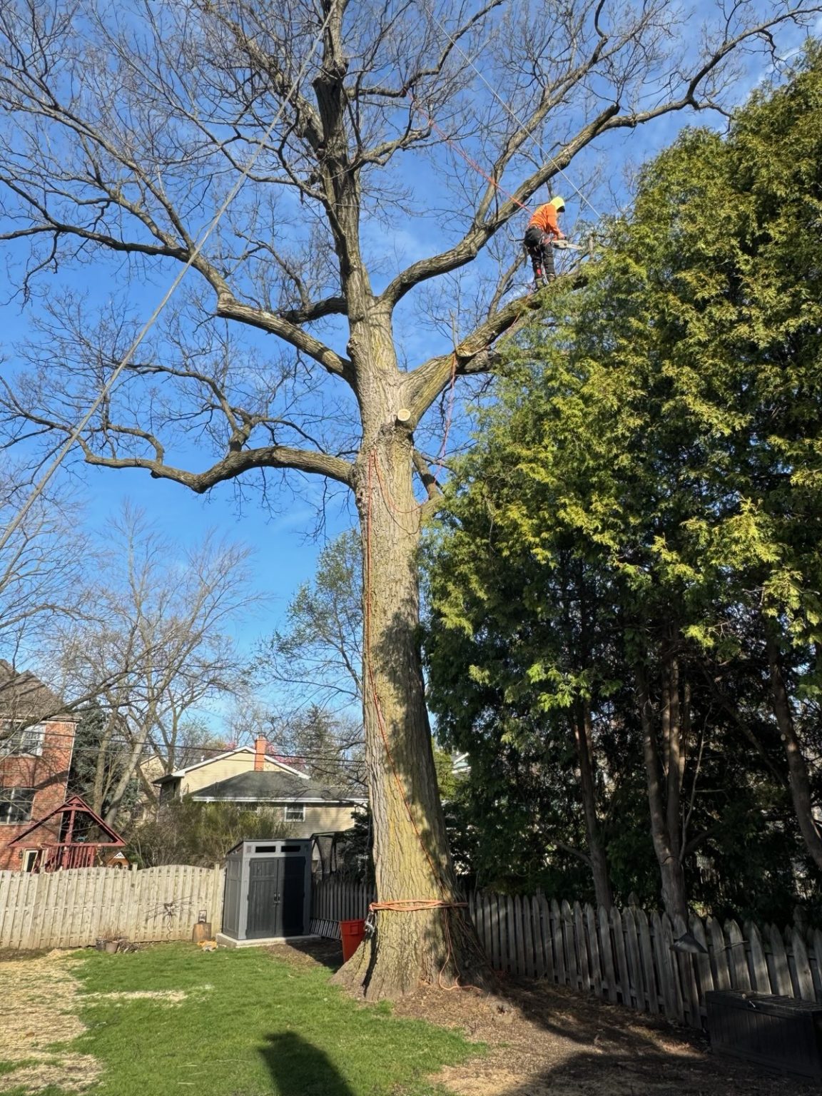 Super Star Tree Service Inc Client Provided (1)