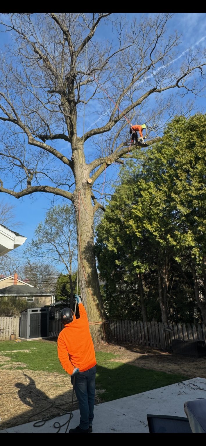 Super Star Tree Service Inc Client Provided (2)