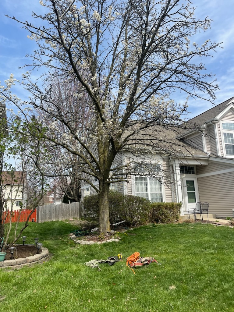 Super Star Tree Service Inc Client Provided