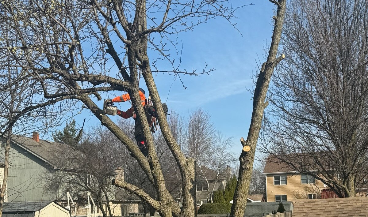 Super Star Tree Service Inc Client Provided 6