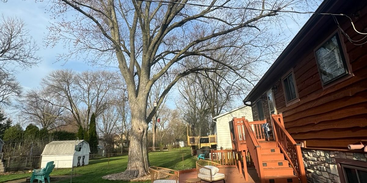 Super Star Tree Service Inc Client Provided 4 Super Star Tree Service Inc Client Provided 4