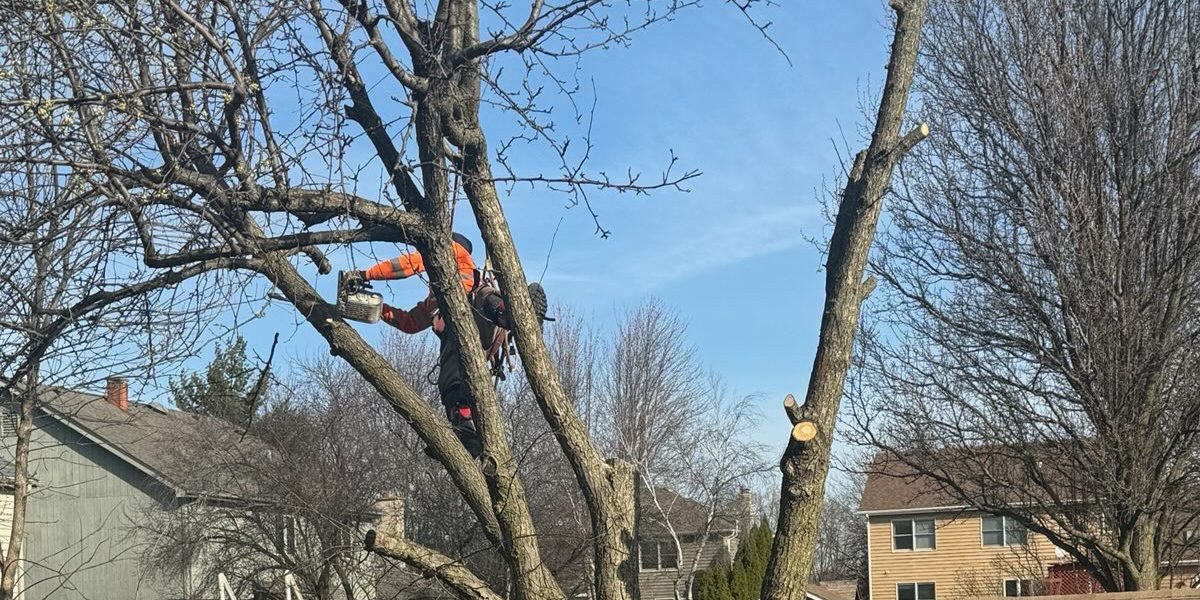 Super Star Tree Service Inc Client Provided 6 Super Star Tree Service Inc Client Provided 6