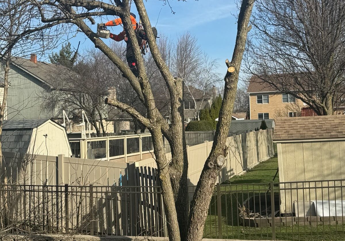 Super Star Tree Service Inc Client Provided